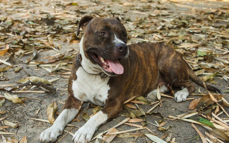 Pitbulls auf Bewährung