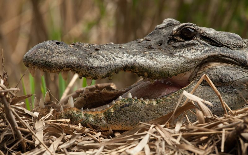 Krokodil vs. Alligator