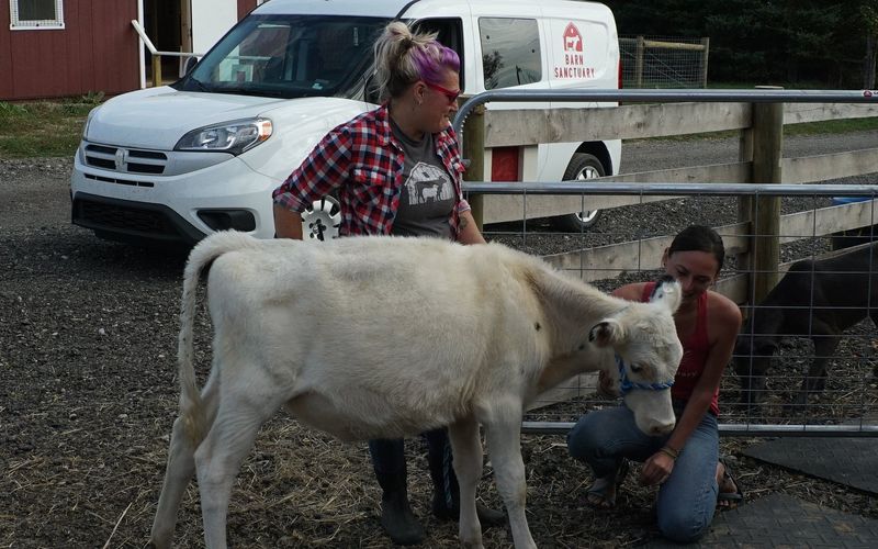 Animal Farm Michigan - Zuflucht für Tiere