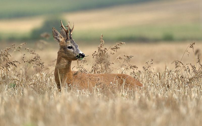 Wildes Deutschland