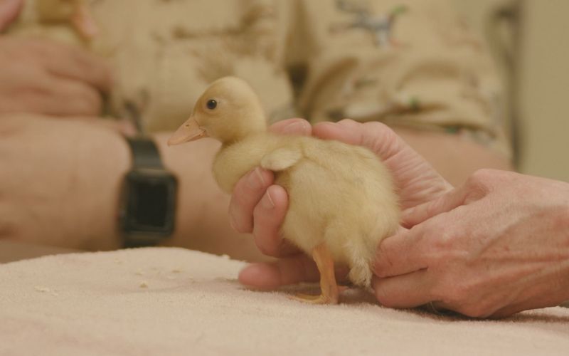 Animal Farm Michigan - Zuflucht für Tiere