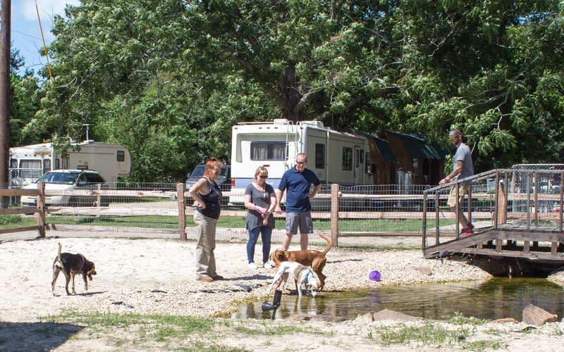 Pitbulls auf Bewährung