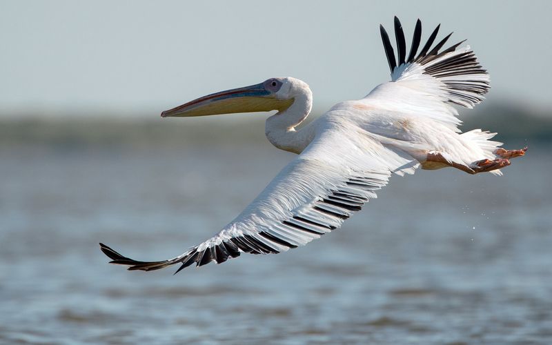 Pelikane, die Könige des Donaudeltas