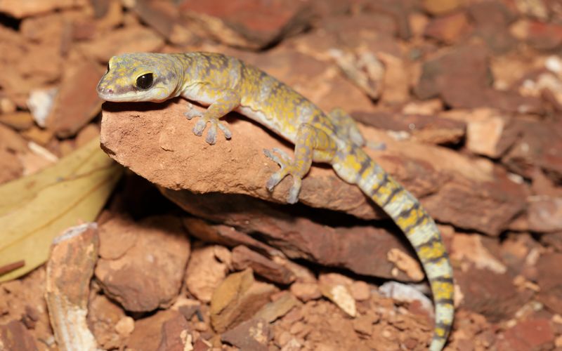 Faszinierende Tierwelt mit Coyote Peterson