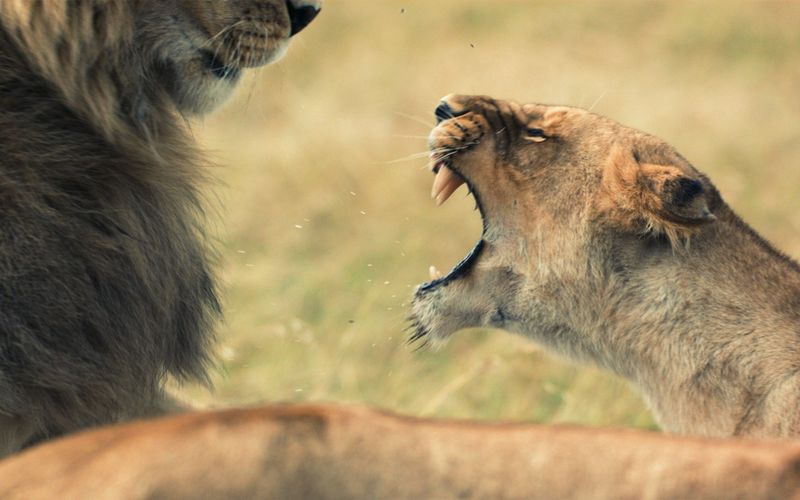 Löwinnen: Jagd ums Überleben