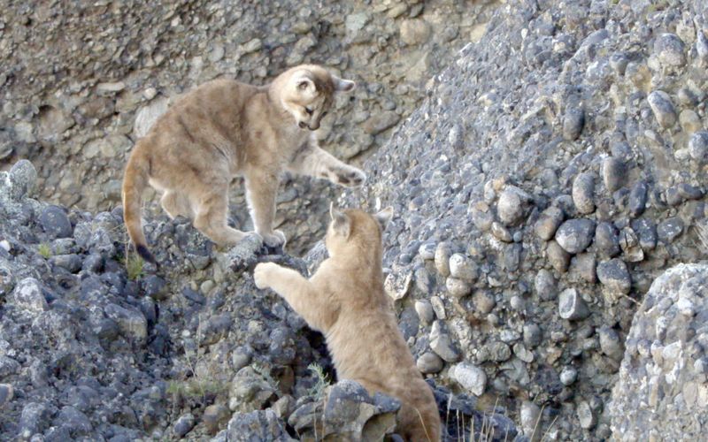 Die Fährte der Pumas