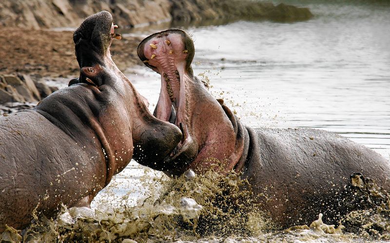 Fight Club der Tiere