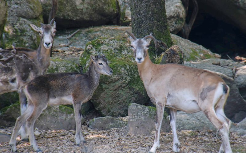 Die Winzlinge in freier Wildbahn