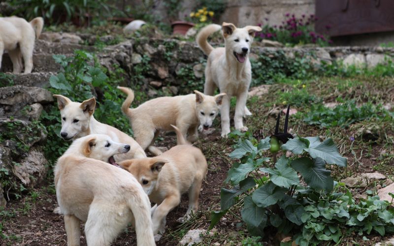 Das große Hunde-ABC: Best Of