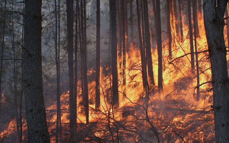 Geliebtes Korsika: Kampf gegen das Feuer