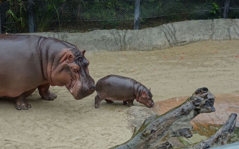 San Diego Zoo