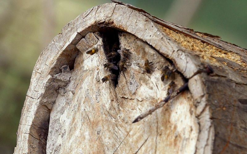 Die Bienenflüsterer