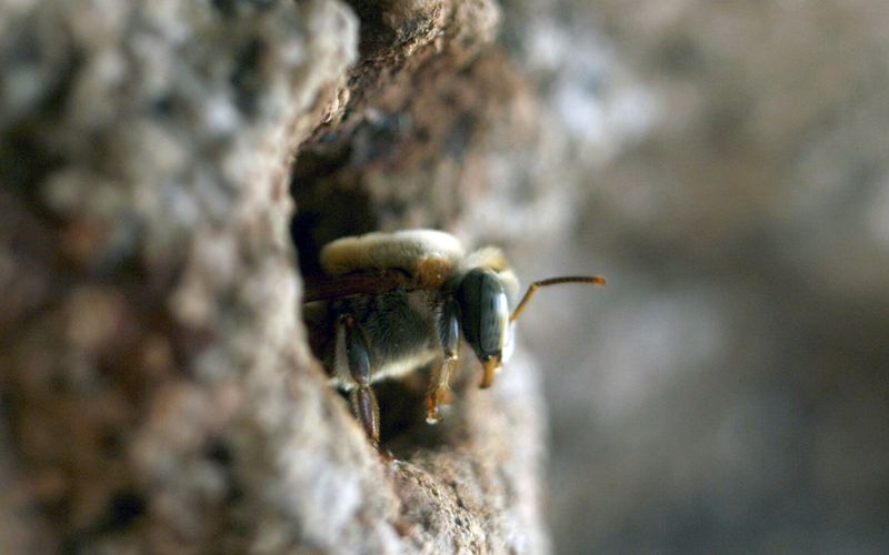 Die Bienenflüsterer