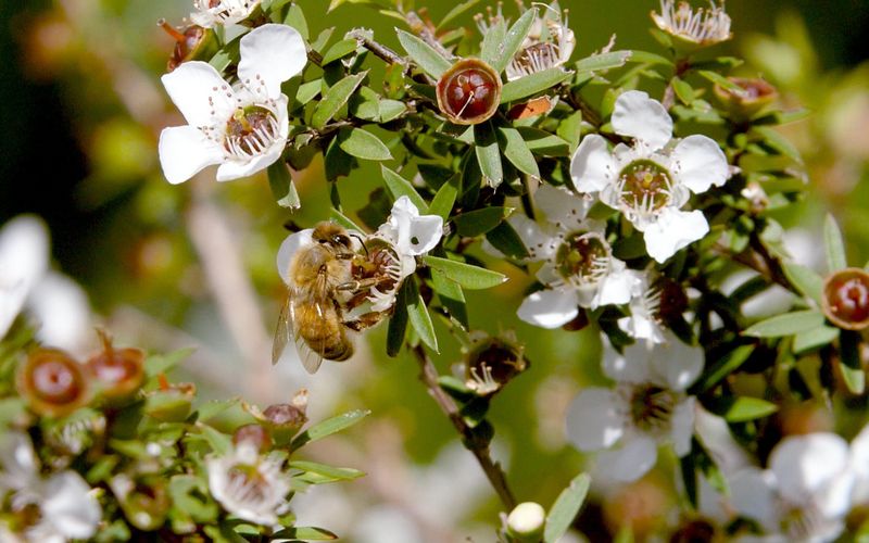 Die Bienenflüsterer