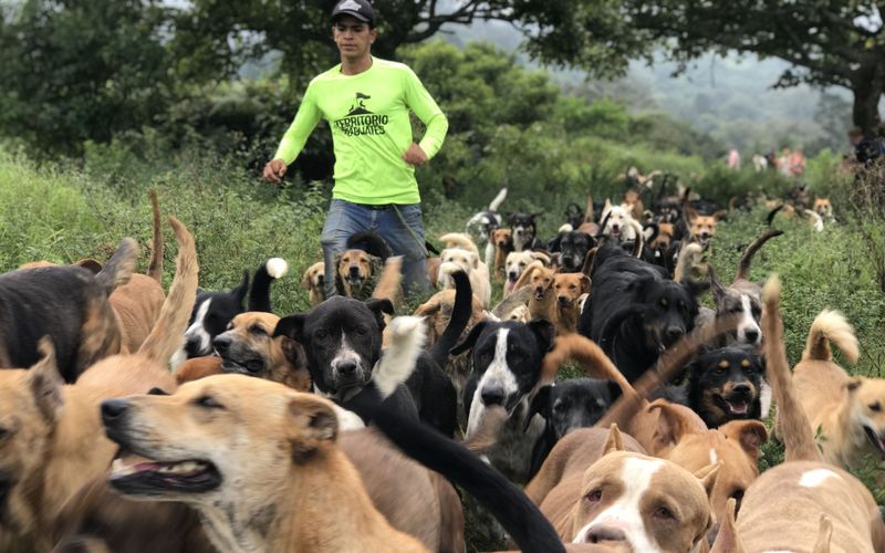 Costa Rica: Das größte Hundeheim der Welt