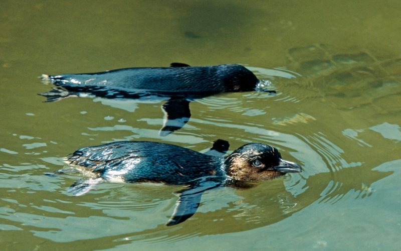 Wildlife Diaries Australien