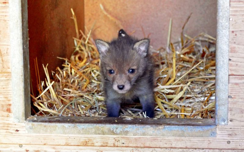 Pia und die wilden Tiere