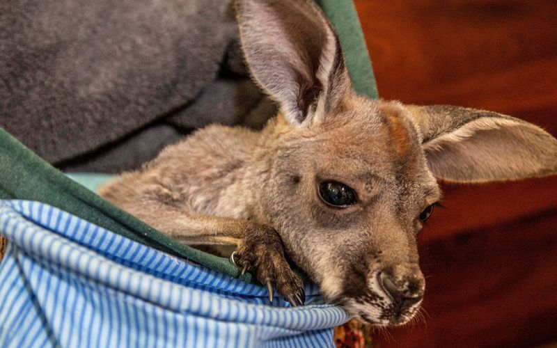 Die Superkräfte der Tiere