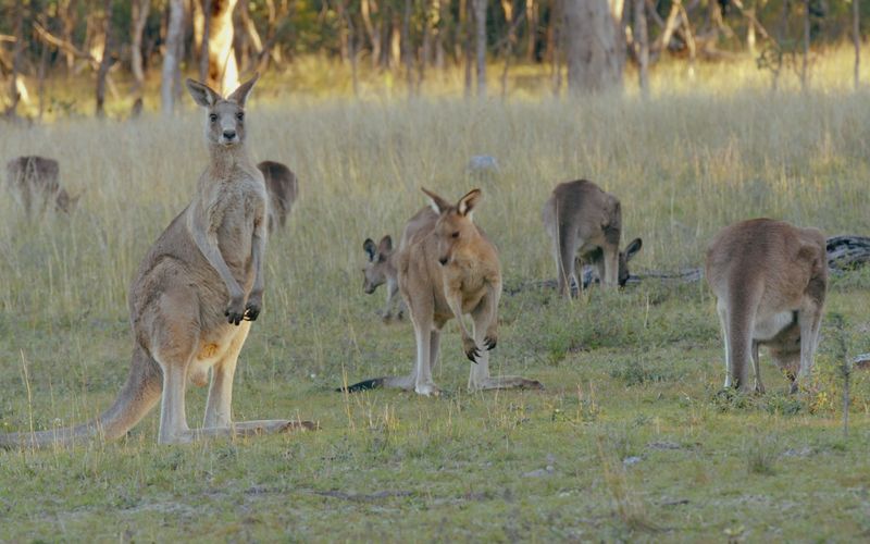 Die Odyssee der Tiere - Die Reise des australischen Kängurus