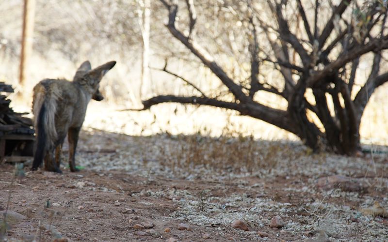 Die Superkräfte der Tiere