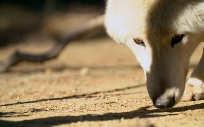 Die Superkräfte der Tiere