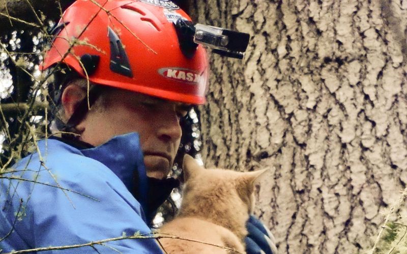 Die Katzenretter - Einsatz in der Baumkrone