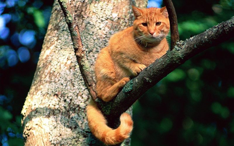 Die Katzenretter - Einsatz in der Baumkrone