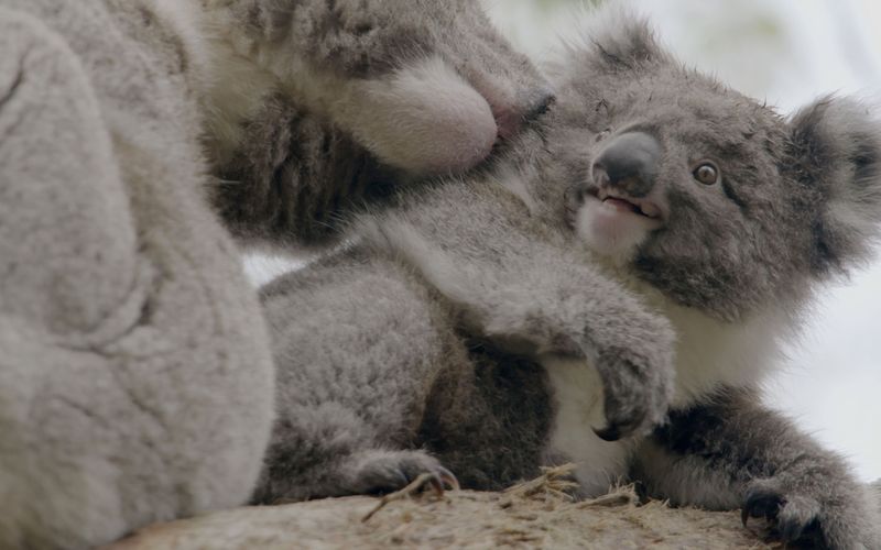 Das geheime Leben der Koalas