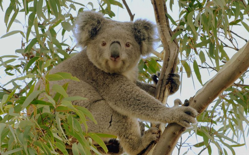 Das geheime Leben der Koalas