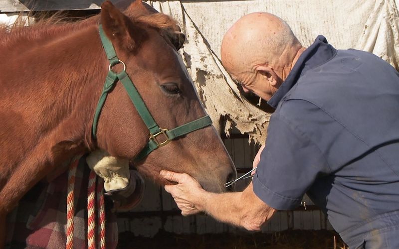 Der unglaubliche Dr. Pol