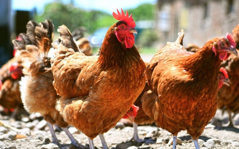 Planet Wissen - Glückliche Hühner - Was brauchen sie wirklich?