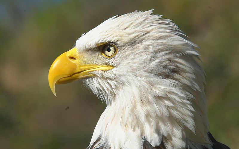 Die Superkräfte der Tiere