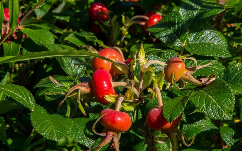 Schnittgut. Alles aus dem Garten - Saatgut | Artischocken | Wege im Garten