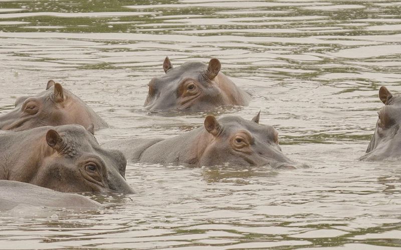 Escobars Erbe: Kolumbiens Kokain-Hippos