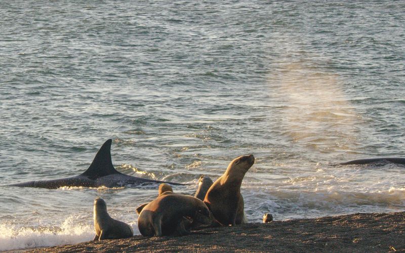 Tierische Freibeuter der Meere