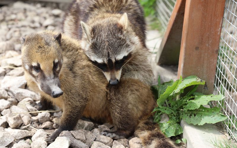 Fantastische Tierfreundschaften