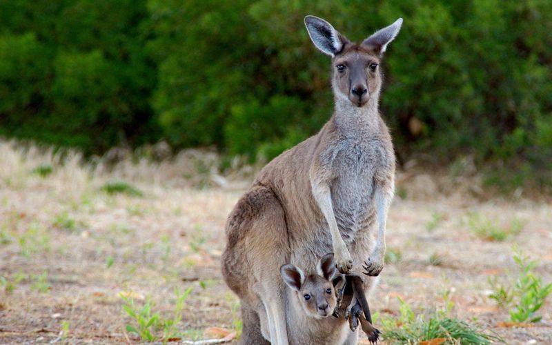 Australiens geheime Inseln