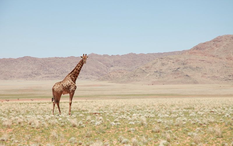 Unglaubliche Tierwanderungen