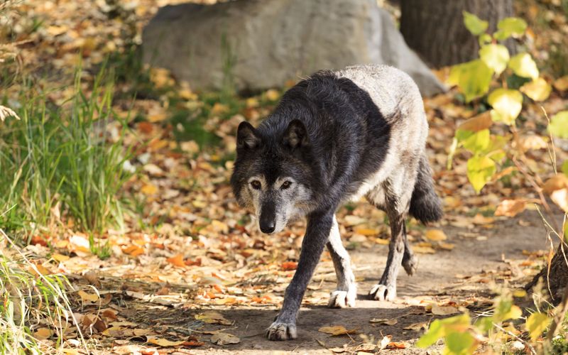 Wenn Tiere angreifen