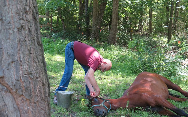 Der unglaubliche Dr. Pol