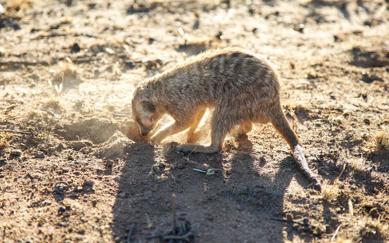 Die Superkräfte der Tiere