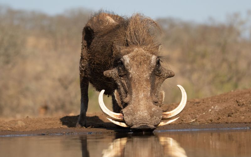 Wasserlöcher - Oasen für Afrikas Fauna