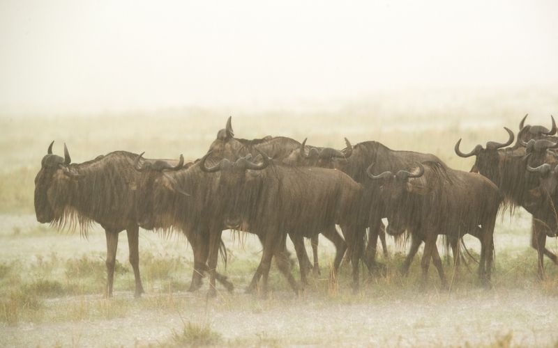 Wasserlöcher - Oasen für Afrikas Fauna