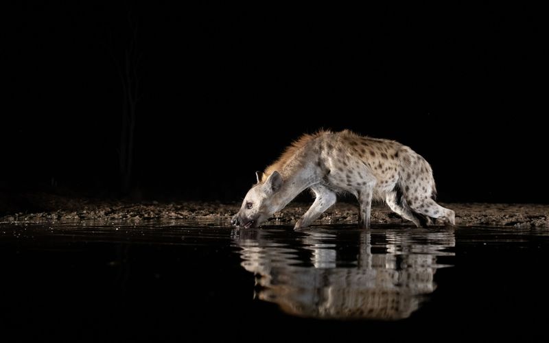 Wasserlöcher - Oasen für Afrikas Fauna