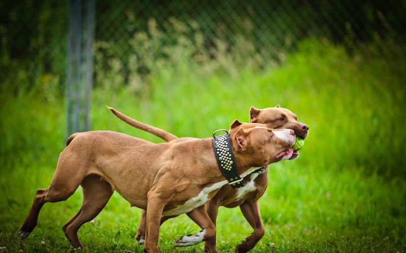 Pitbulls auf Bewährung