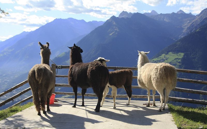 Die Alpen - Das hohe Herz Europas