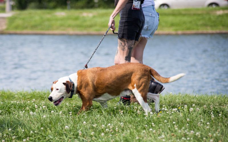 Pitbulls auf Bewährung