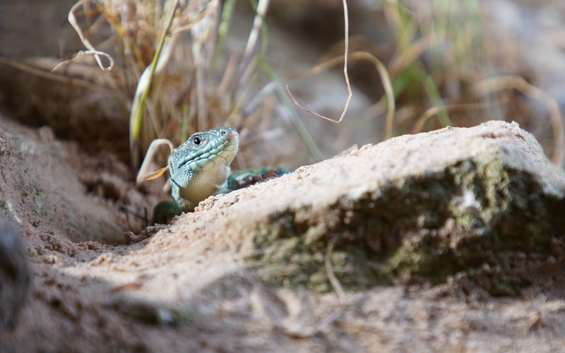 Europas verborgene Naturwunder