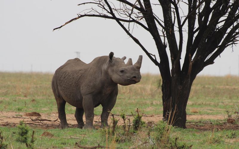 Die Letzten ihrer Art - Kampf um Afrikas Nashörner