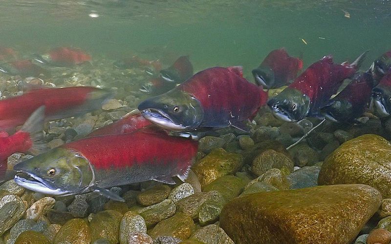 Kamtschatka - Im Bann der roten Fische